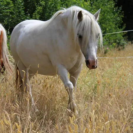Entspannen Auf Dem Kleinen Ponyhof Apartman