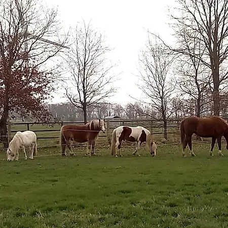 Apartman Entspannen Auf Dem Kleinen Ponyhof
