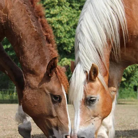 Entspannen Auf Dem Kleinen Ponyhof Schweskau