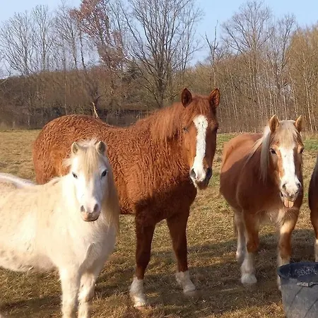 Διαμέρισμα Entspannen Auf Dem Kleinen Ponyhof