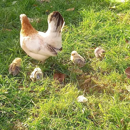 Entspannen Auf Dem Kleinen Ponyhof Schweskau