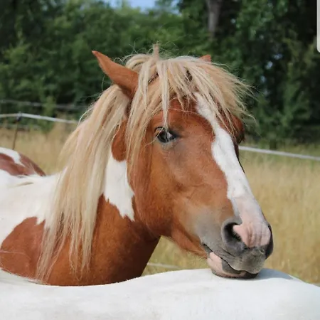 Entspannen Auf Dem Kleinen Ponyhof Apartman